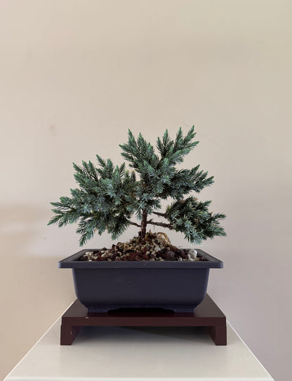 Juneperius Blue Star 1 bonsai