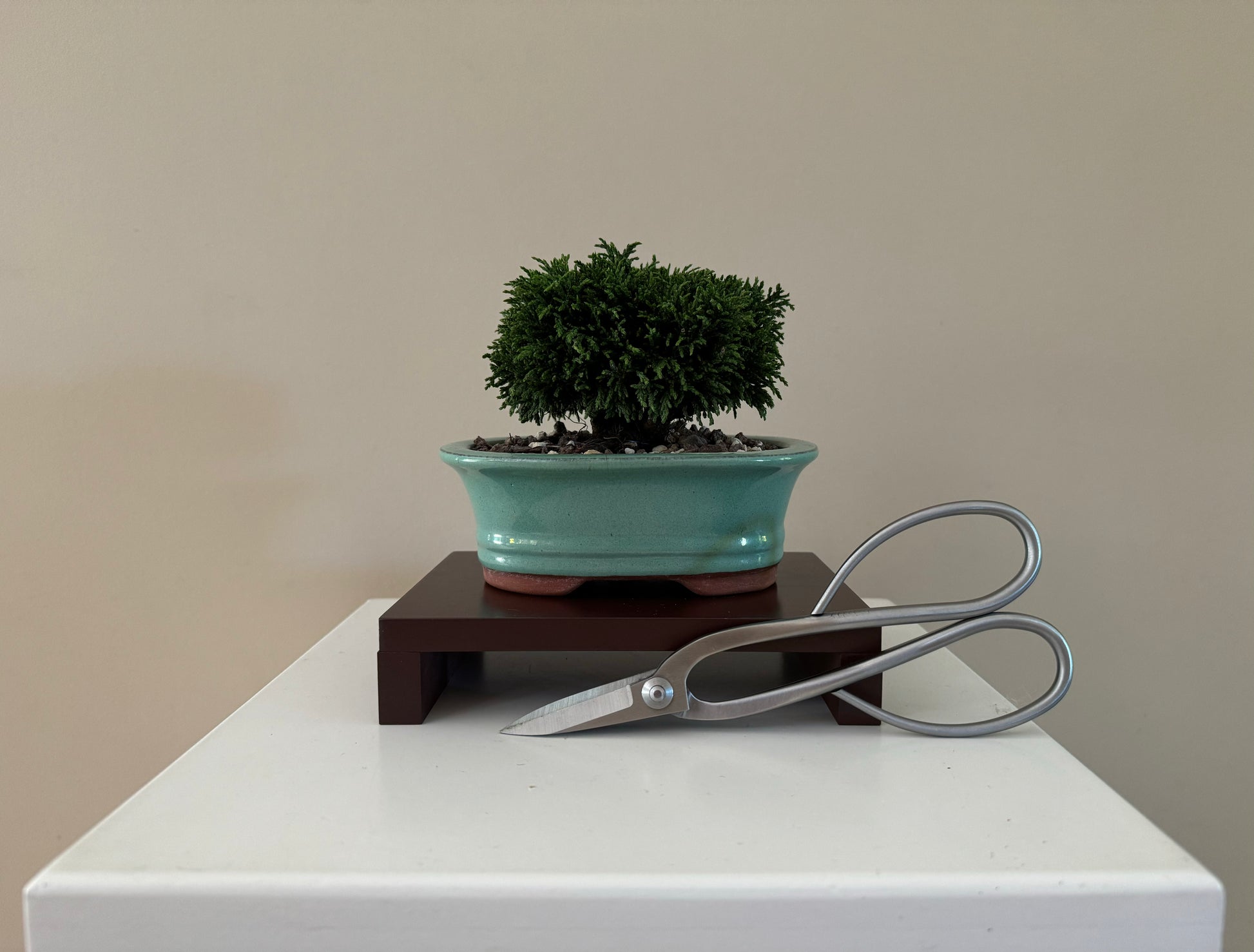 Small Lawson Cypress Bonsai plant with soft green foliage, perfect for indoor environments