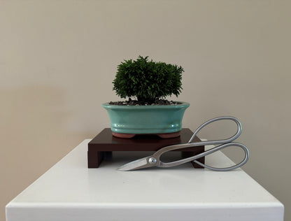 Small Lawson Cypress Bonsai plant with soft green foliage, perfect for indoor environments