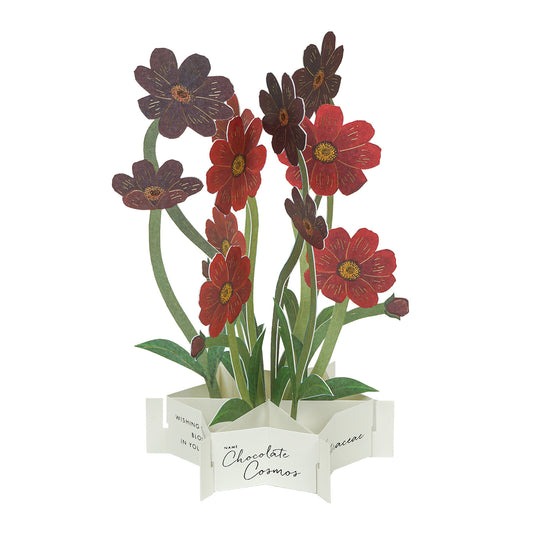 chocolate cosmos pop up greeting card nz