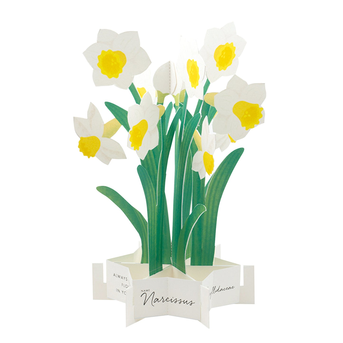 daffodil pop up greeting card nz