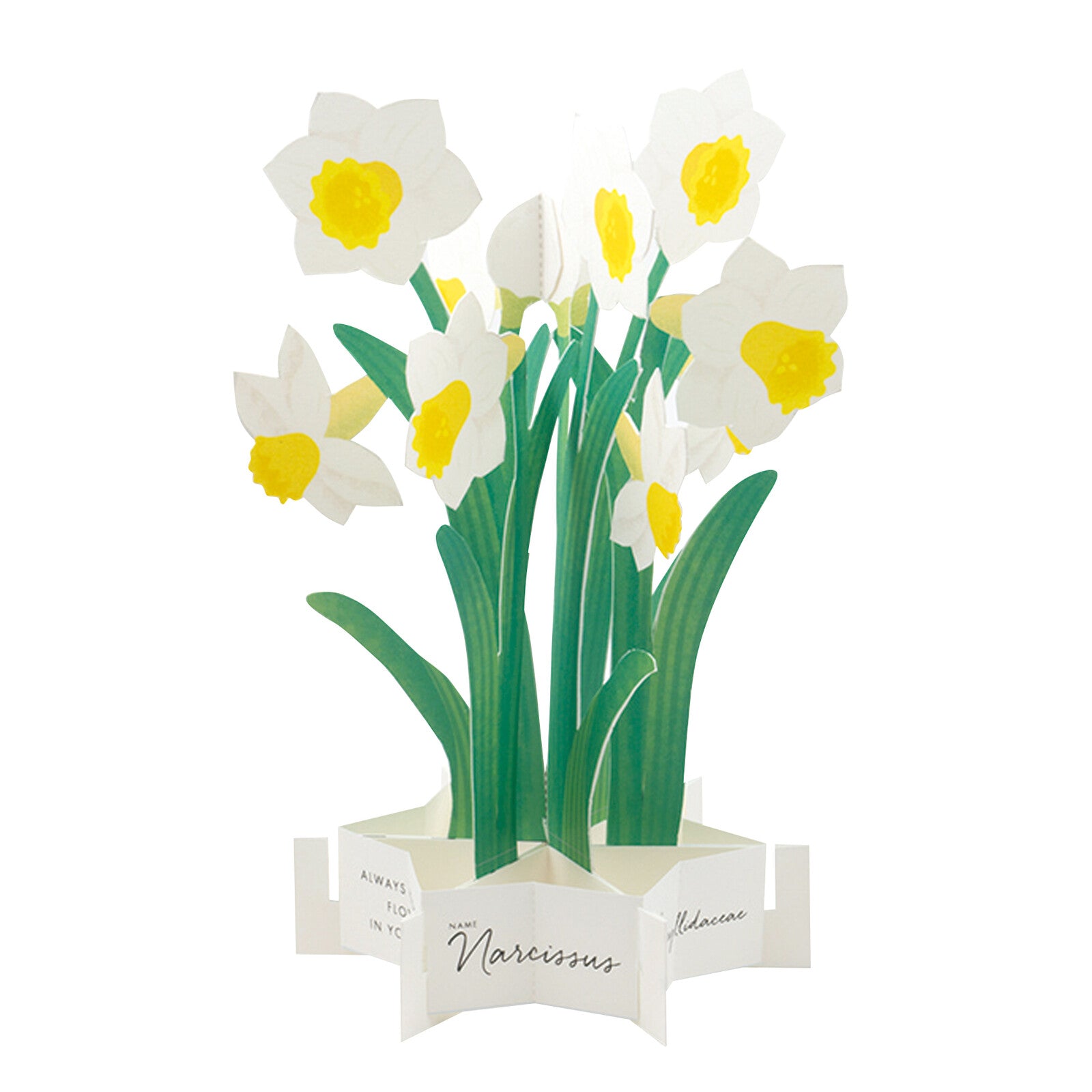 daffodil pop up greeting card nz