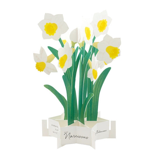 daffodil pop up greeting card nz