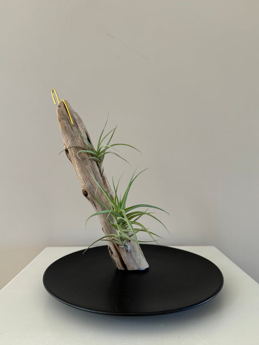 Air plant mounted on driftwood in a shallow display dish