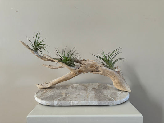 Air plants arranged on branching driftwood in a shallow display tray