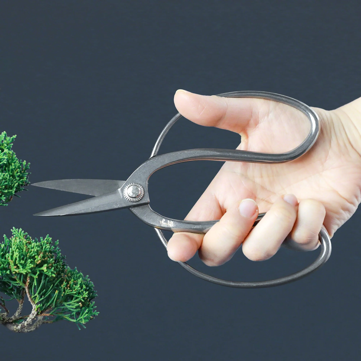 Hand using Wazakura stainless steel bonsai scissors to trim foliage