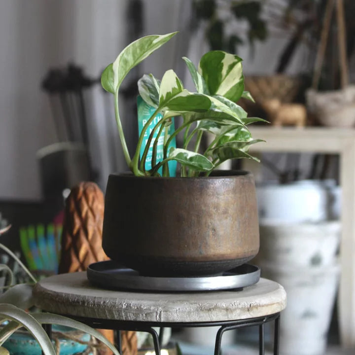 quality japanese pots pottery premium saikei zen nz