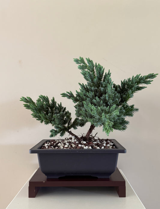 Blue Star juniper bonsai in a dark rectangular pot