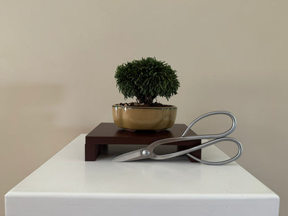 lawson bonsai cypress nz