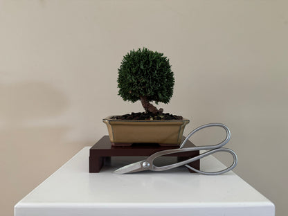 Miniature Lawson Cypress Bonsai, perfect for small spaces and bonsai enthusiasts