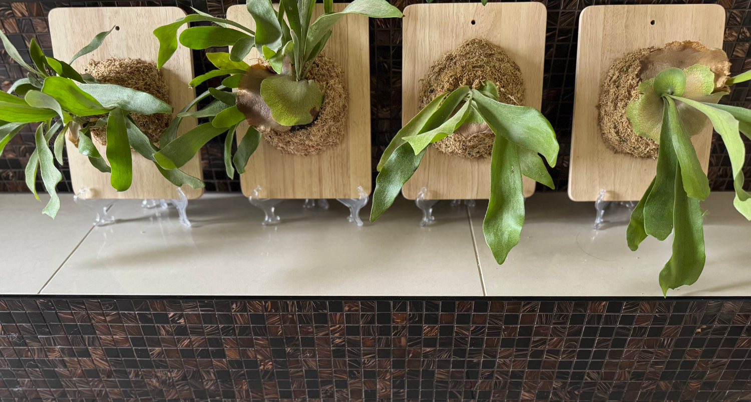 mounted stag horn plants plant art decor saikei zen nz