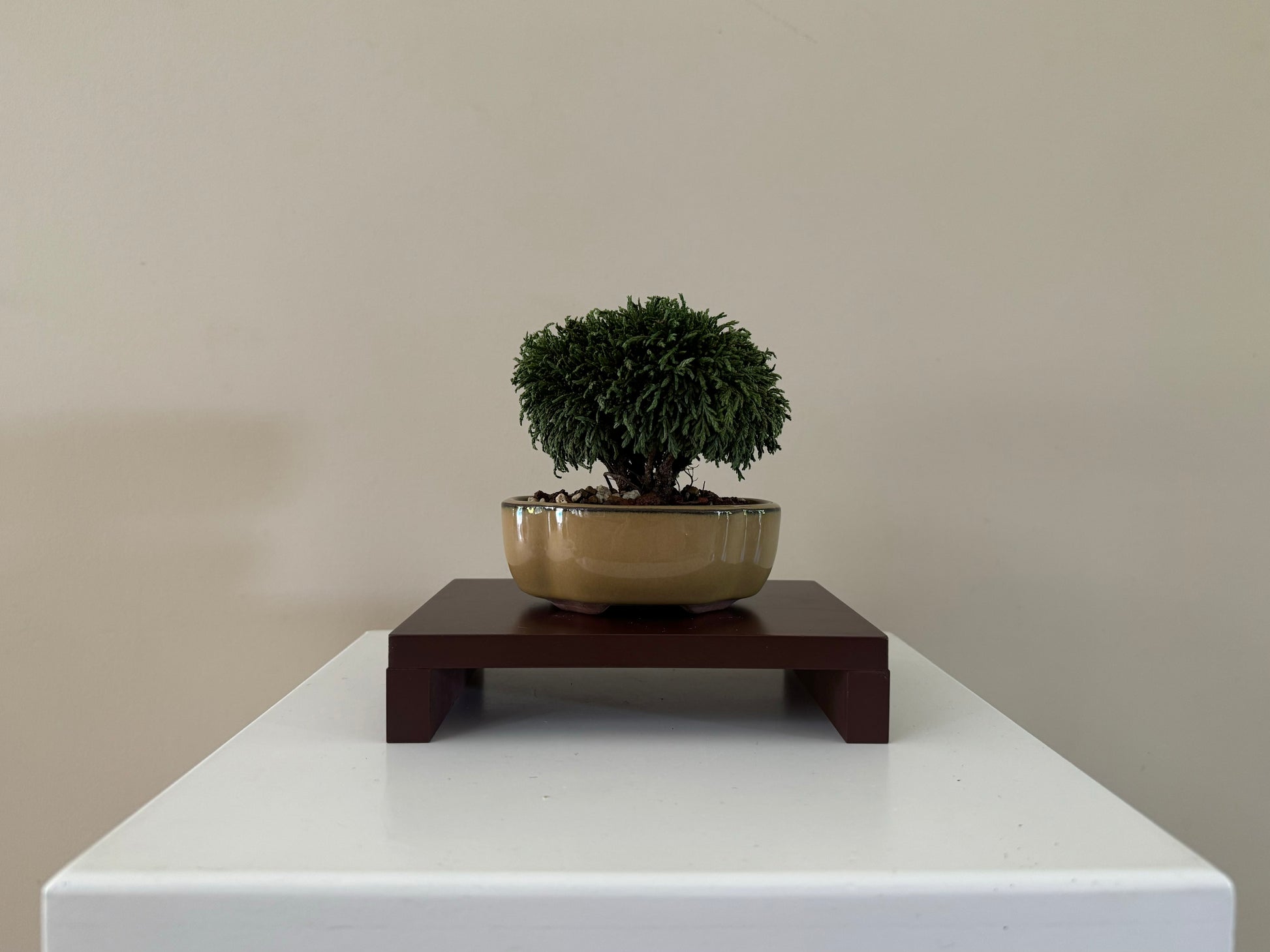 Small Lawson Cypress Bonsai in a traditional ceramic pot, perfect for indoor decoration.