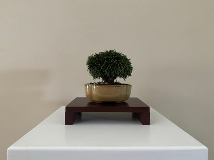 Small Lawson Cypress Bonsai in a traditional ceramic pot, perfect for indoor decoration.