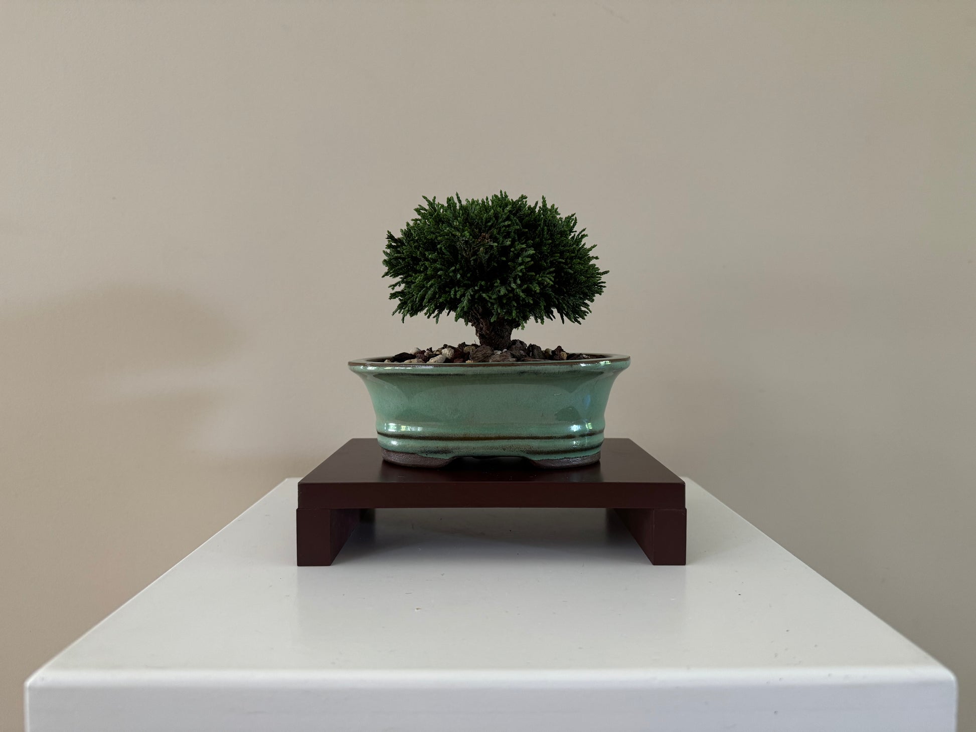 Second angle of a small Lawson Cypress Bonsai, featuring its natural, dense foliage