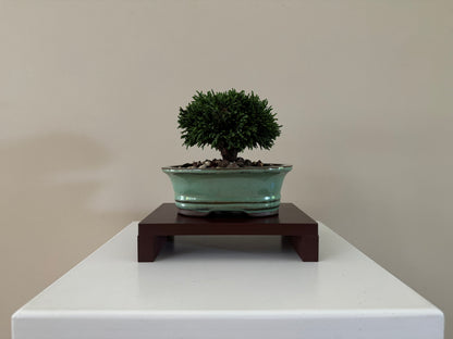 Second angle of a small Lawson Cypress Bonsai, featuring its natural, dense foliage