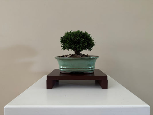 Second angle of a small Lawson Cypress Bonsai, featuring its natural, dense foliage