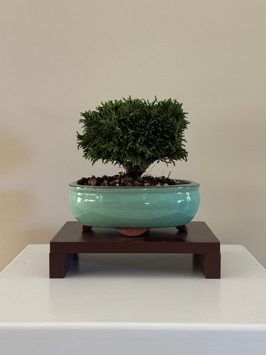 Small Lawson Cypress Bonsai featuring vibrant green foliage, ideal for adding a touch of nature to any space