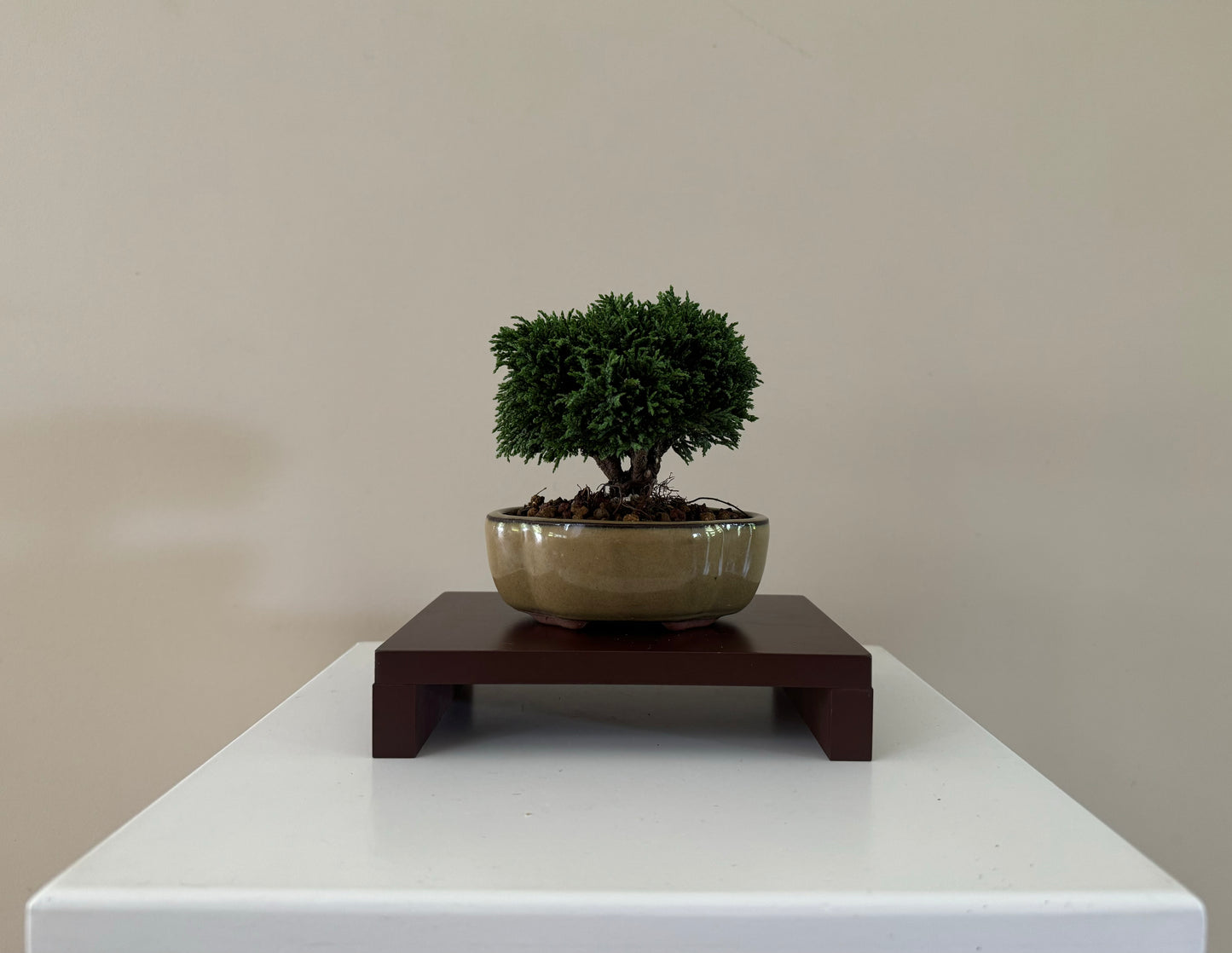 Small Lawson Cypress Bonsai, ideal for indoor display and as a gift for bonsai lovers