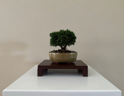 Small Lawson Cypress Bonsai, ideal for indoor display and as a gift for bonsai lovers