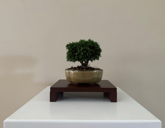 Small Lawson Cypress Bonsai, ideal for indoor display and as a gift for bonsai lovers