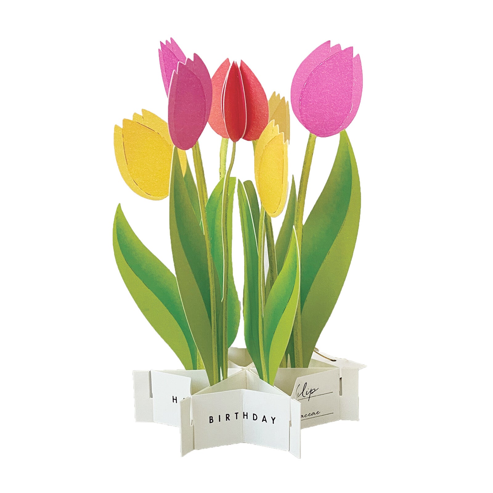 tulips pop up greeting card nz